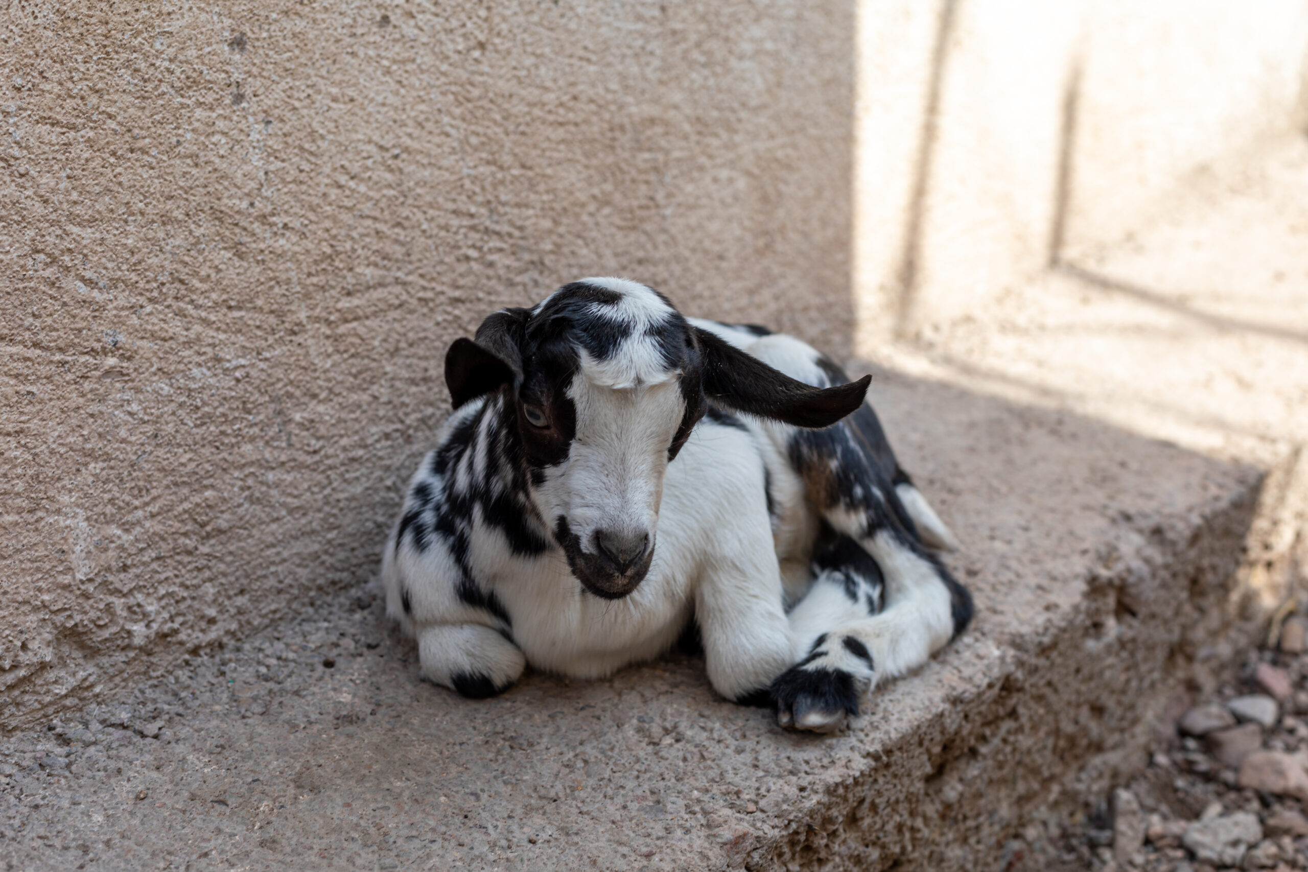 Furry Friends by Camille Massida Photography